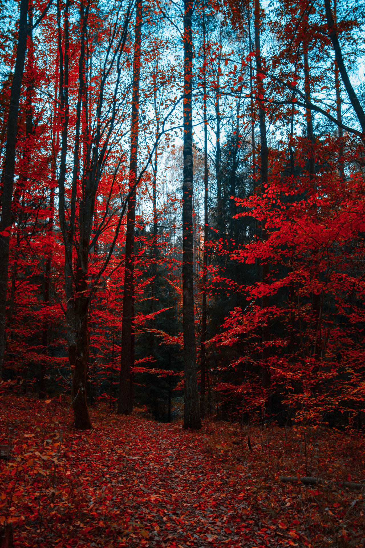 Black Red 4k Day Forest Background