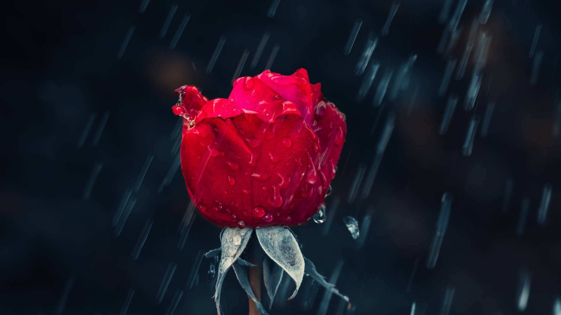 Black Red 4k Flower Rain Background