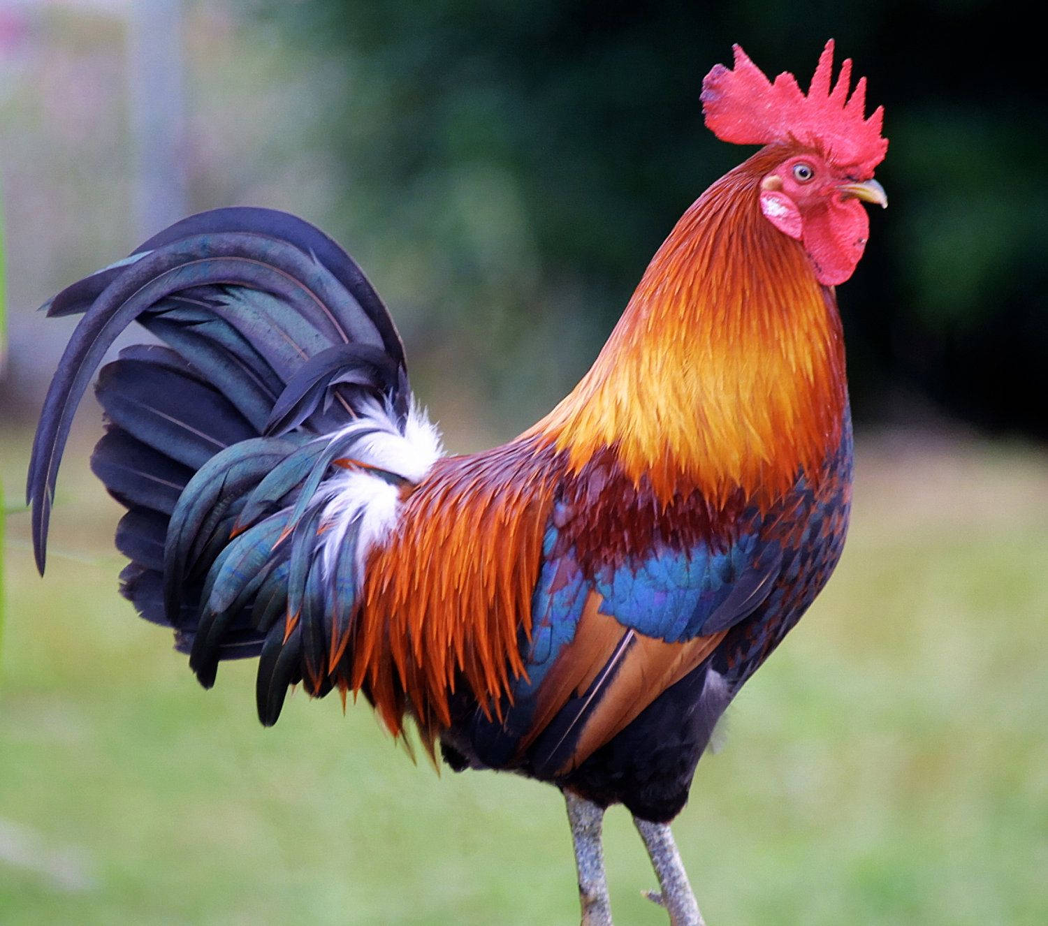 Black Red Rooster Portrait