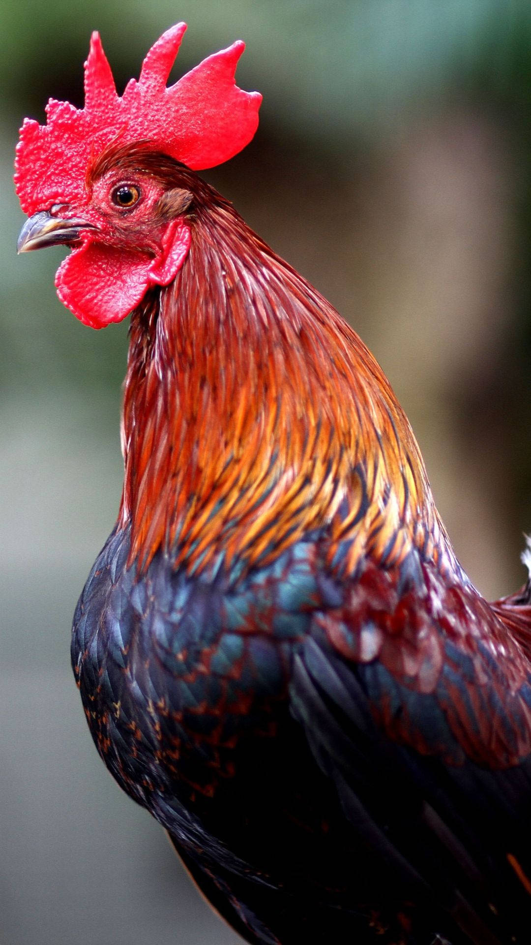 Black Red Rooster Selective Photograph Background