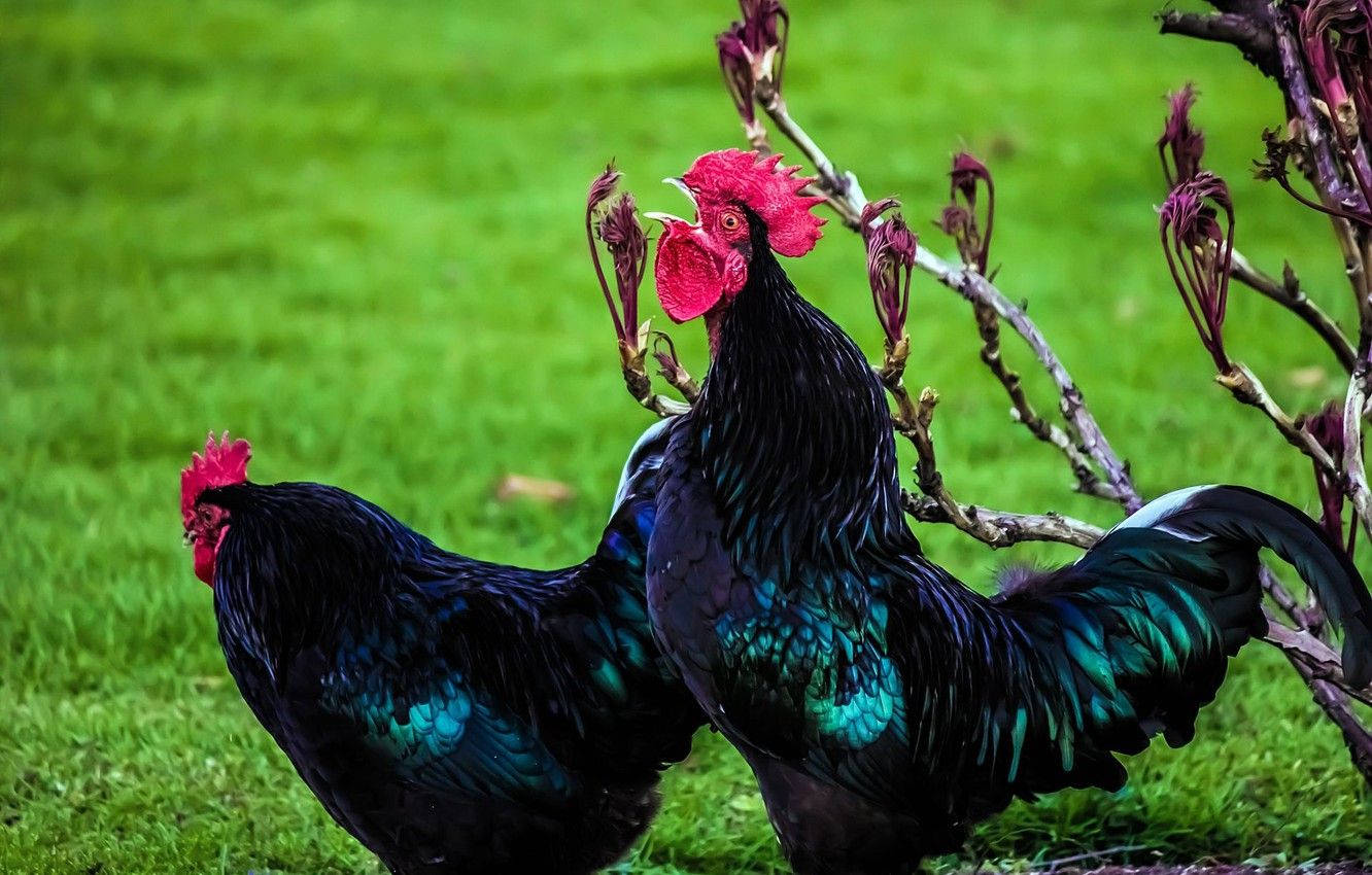 Black Roosters Crowing In Grass Background