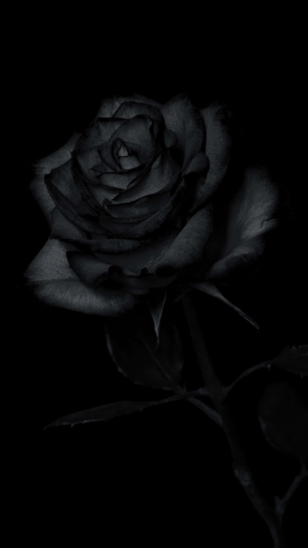 Black Rose Dark Background Background