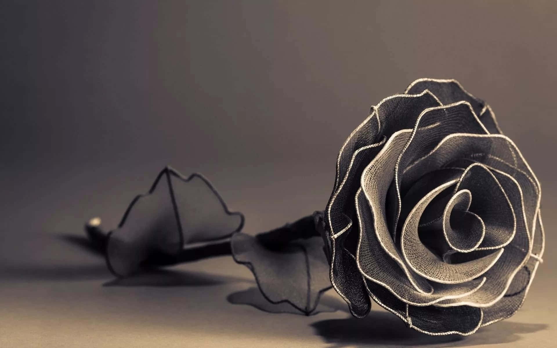 Black Rose Display Aesthetic Background