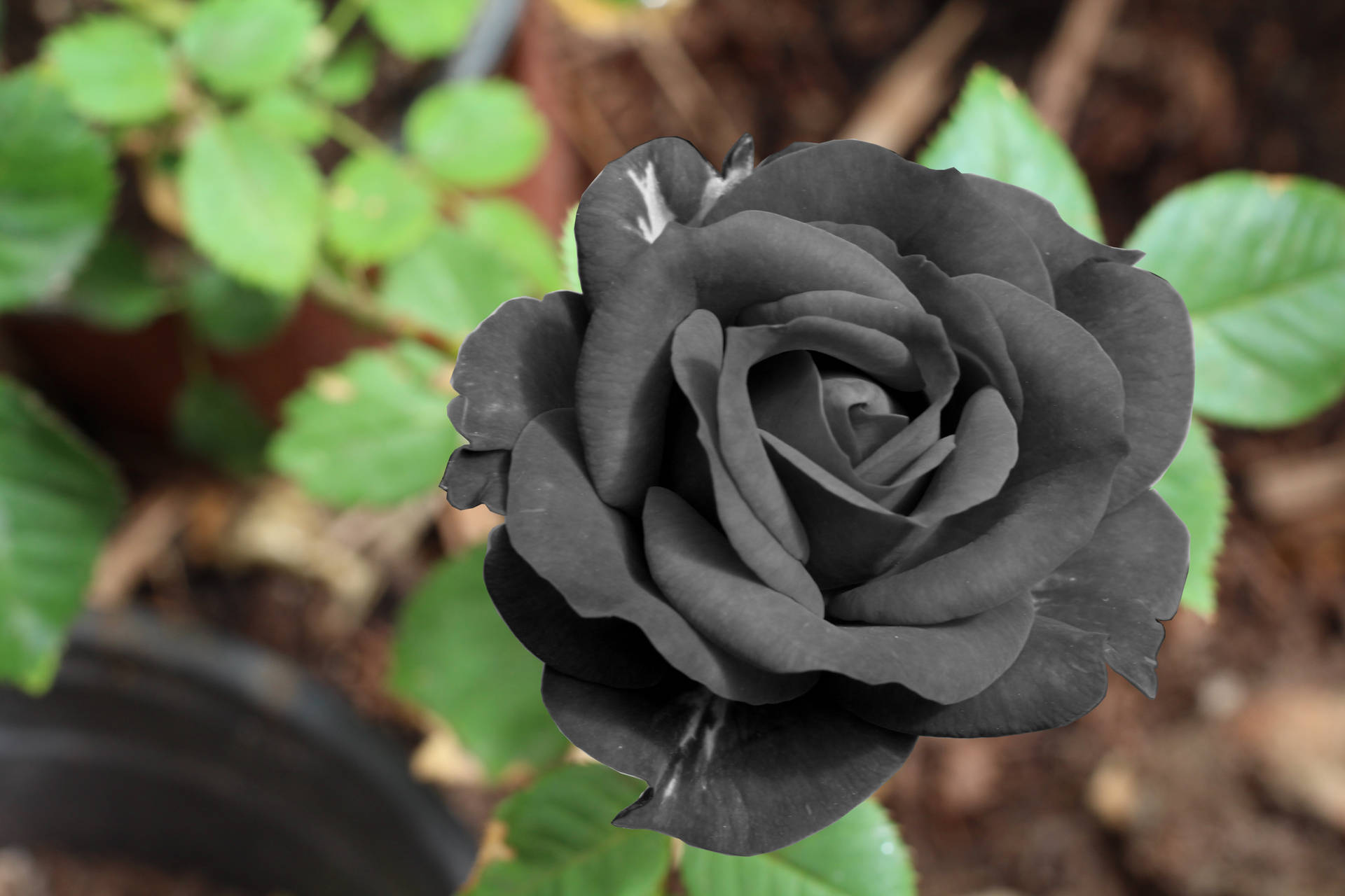 Black Rose Flower Background