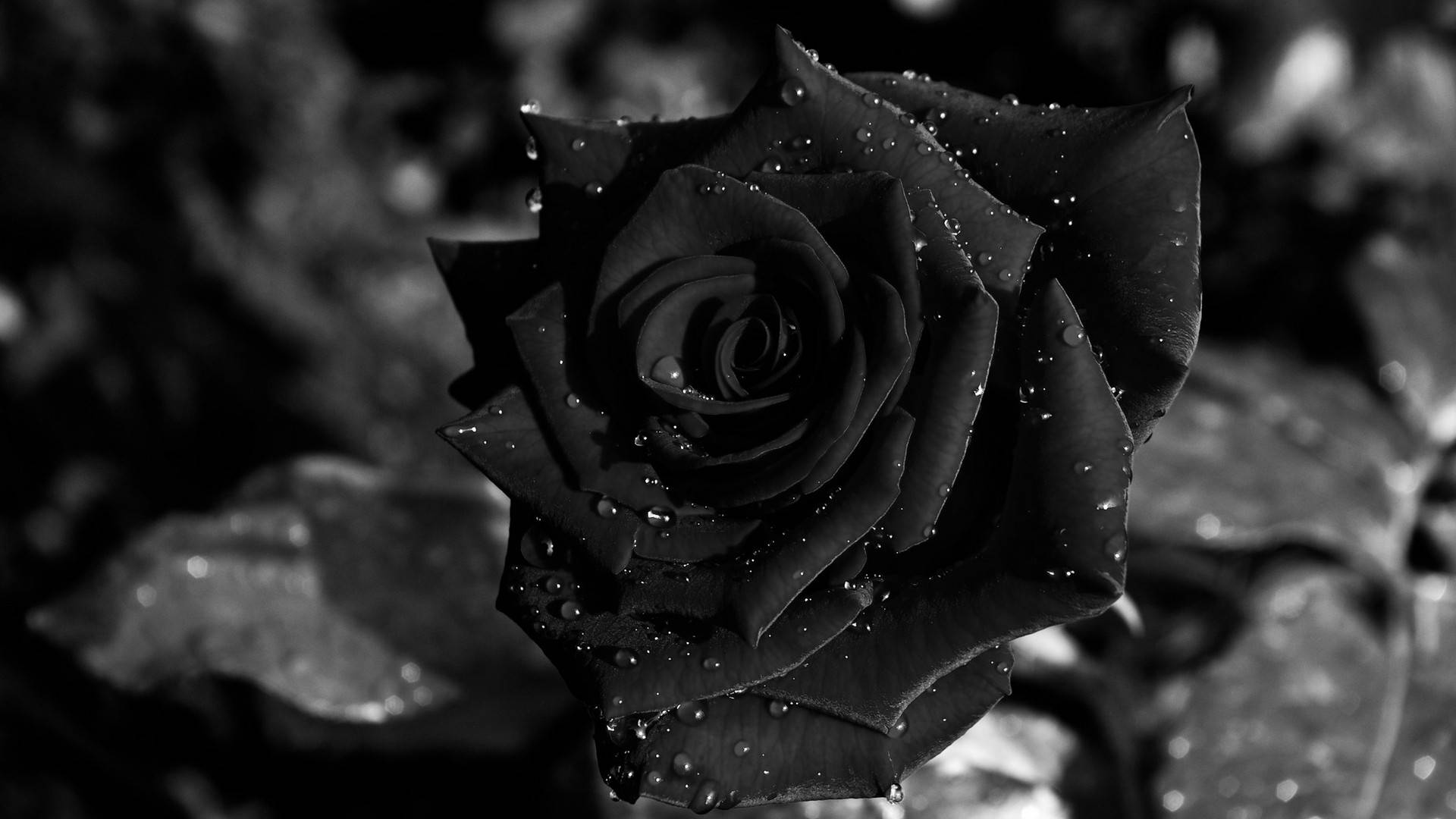Black Rose In Garden Background