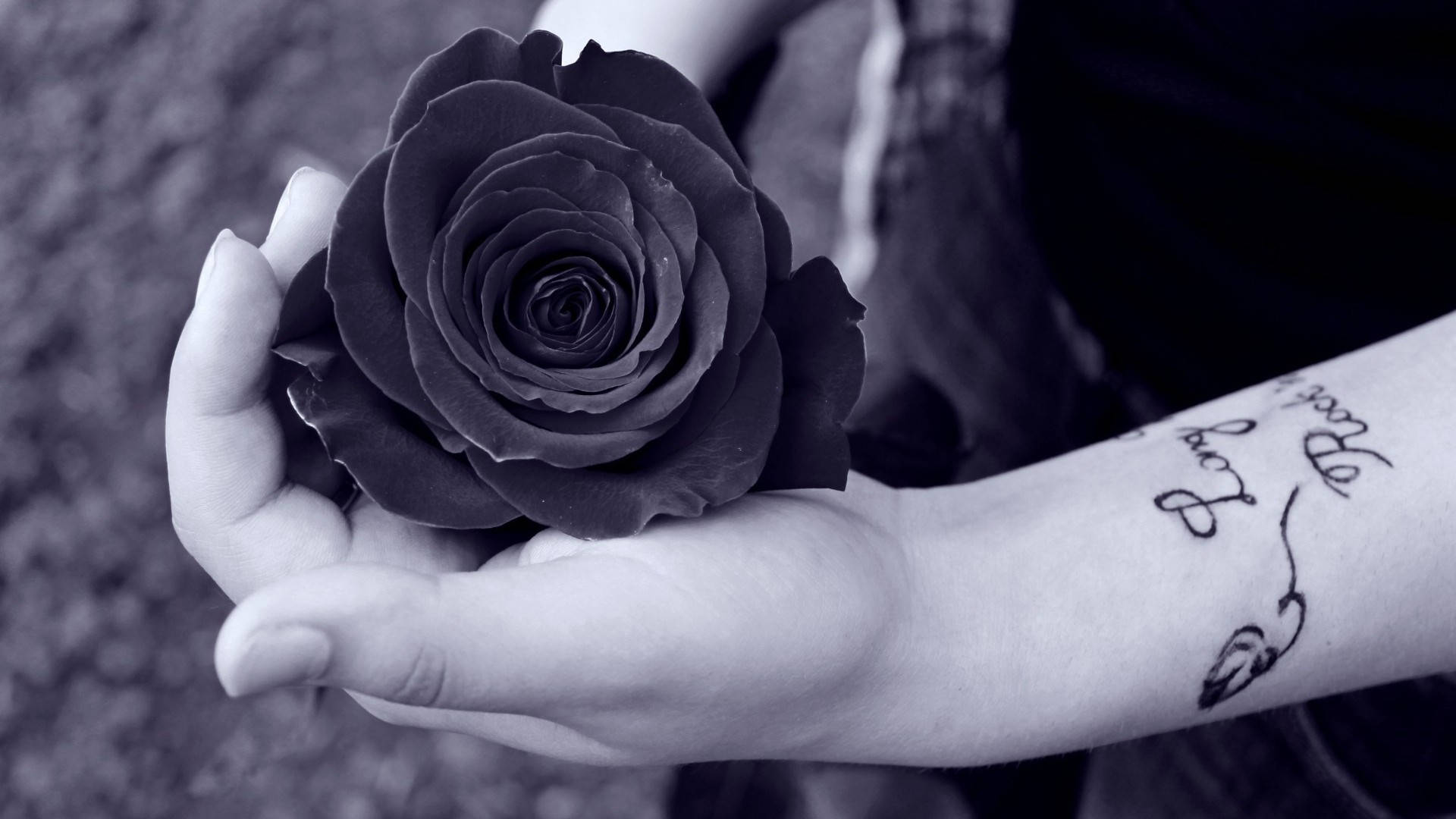 Black Rose In Gentle Hands Background