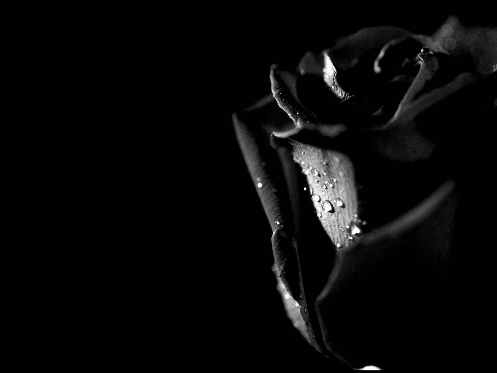Black Rose In The Dark Background