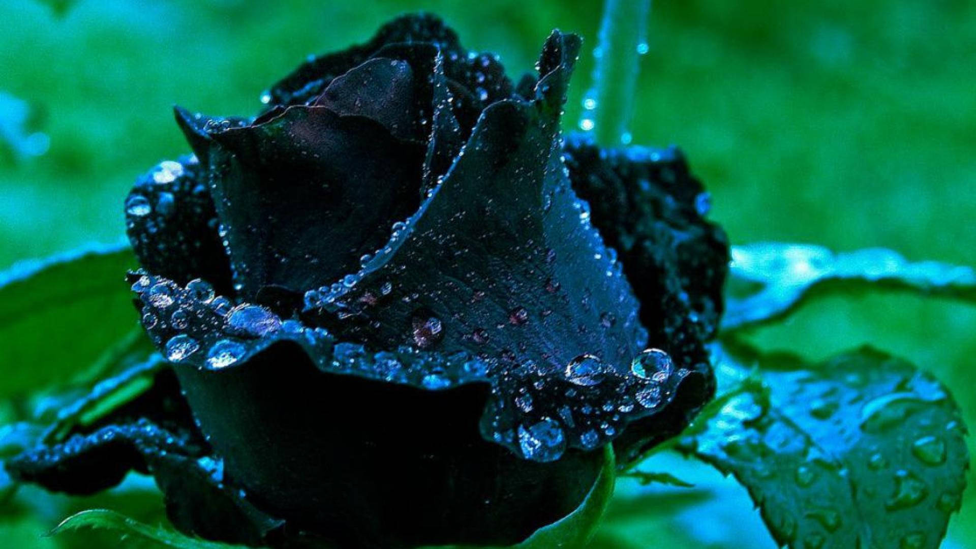 Black Rose In The Wild Background