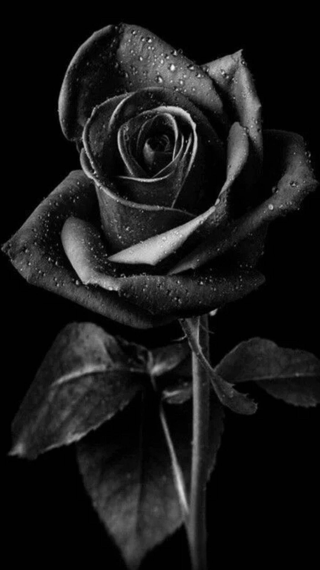 Black Rose On Black Background