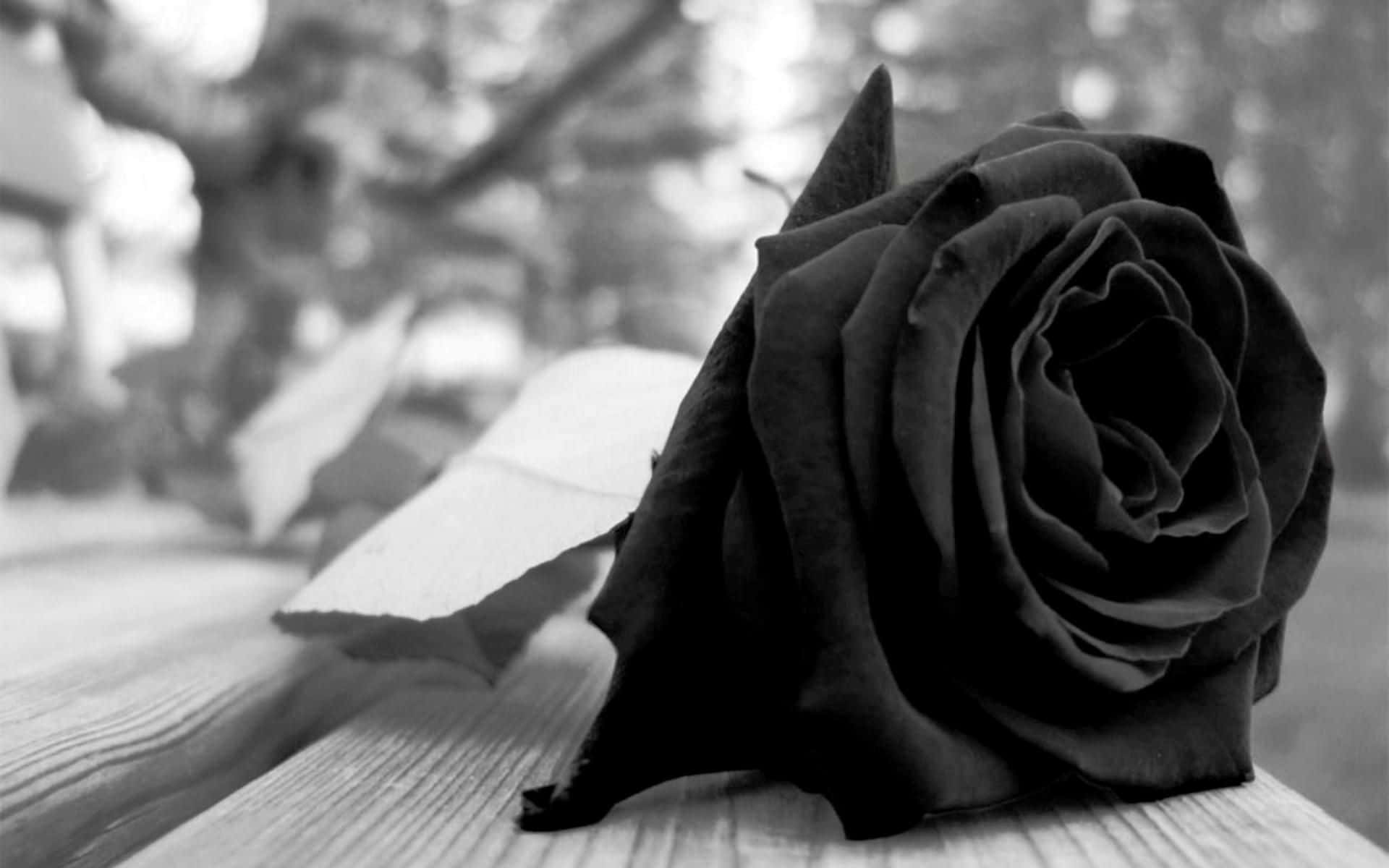 Black Rose On Table Aesthetic Background