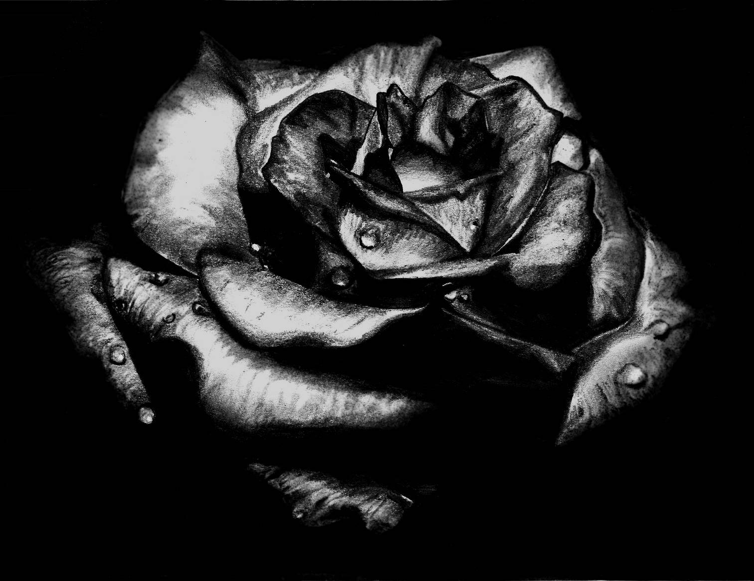Black Rose Sketch Background