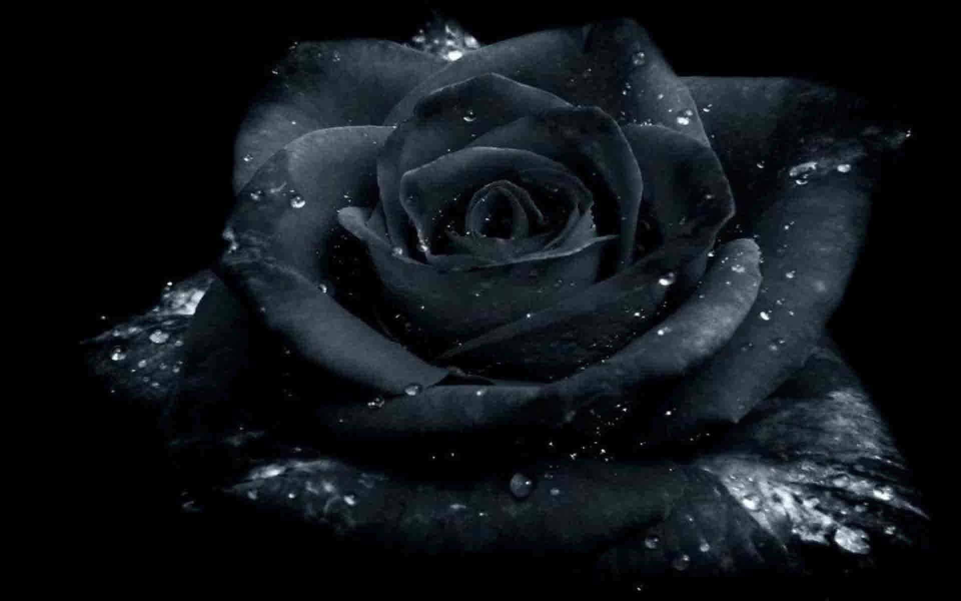 Black Rose Up Close Aesthetic