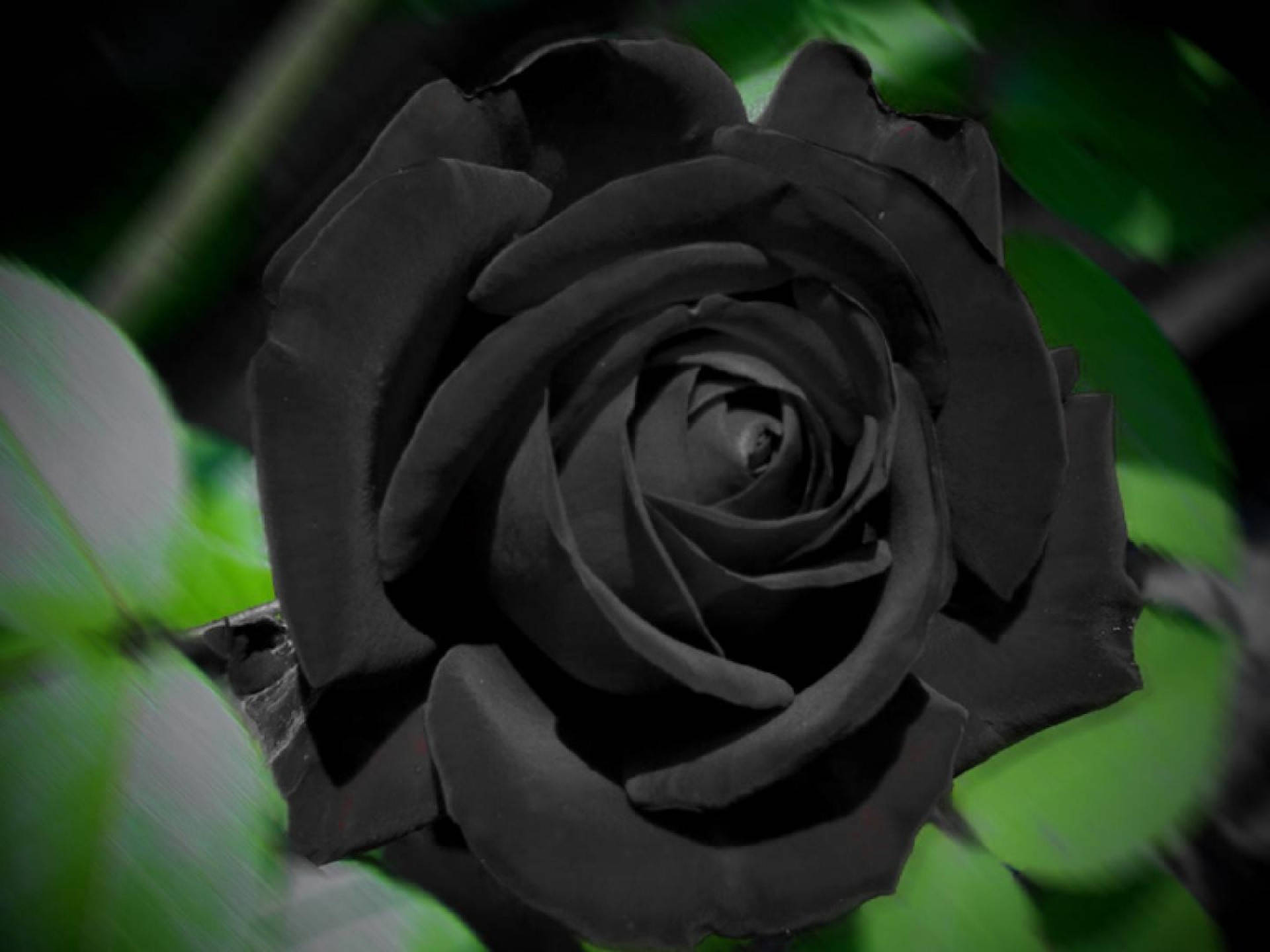 Black Rose With Leaves