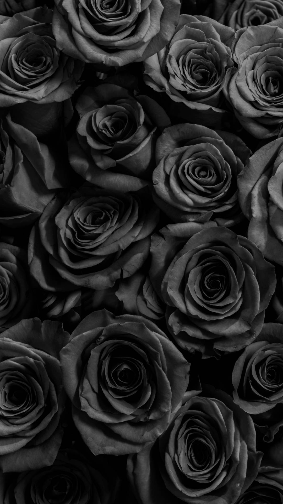 Black Roses Cute Dark Girly