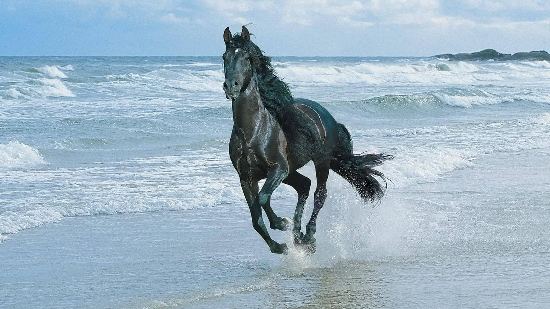 Black Running Horse On The Beach Background