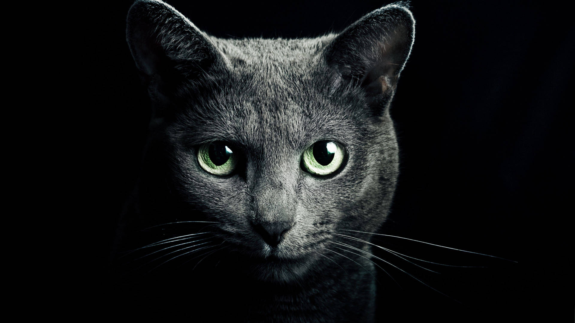 Black Screen 4k With Gray Cat Background
