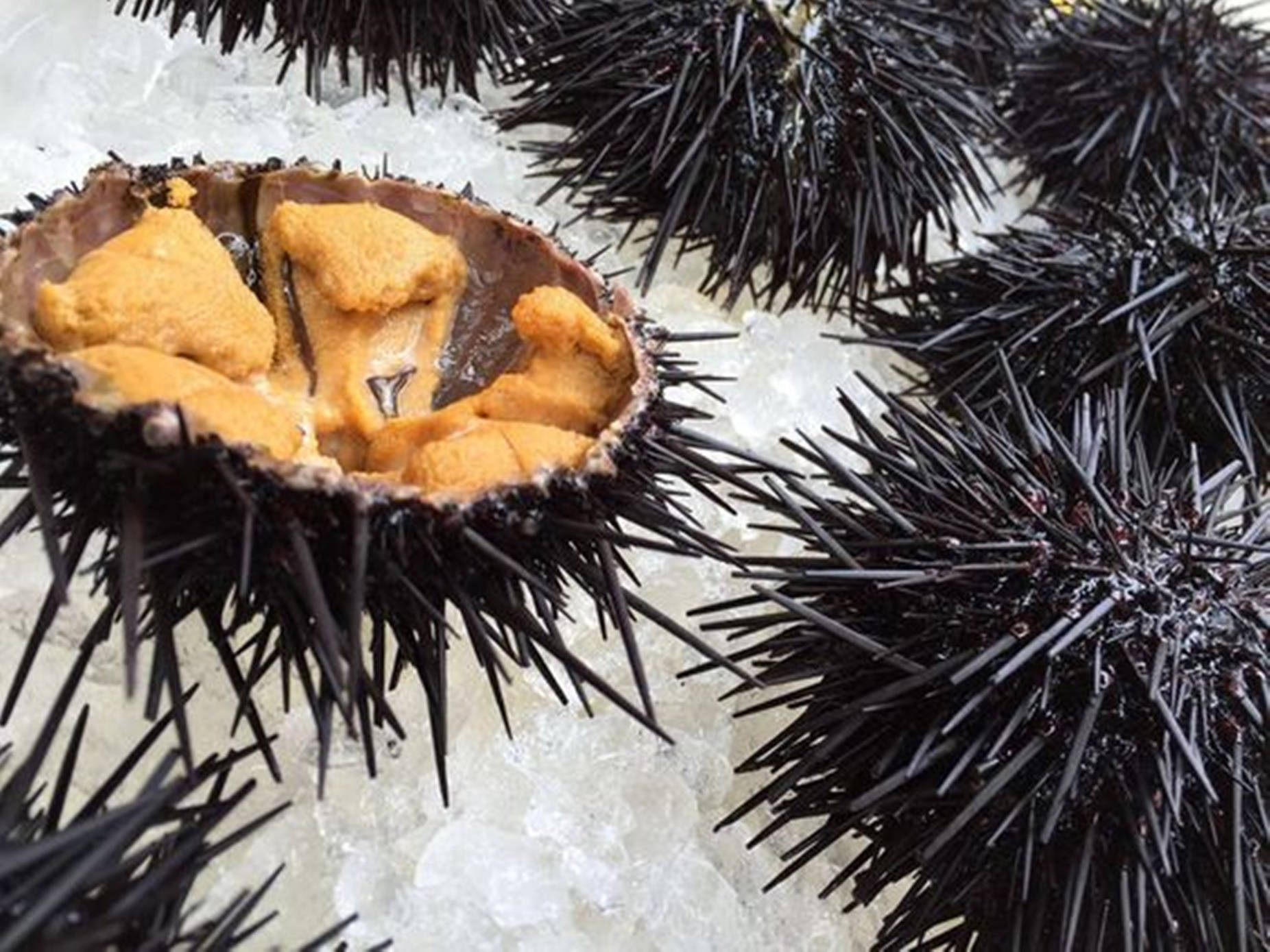 Black Sea Urchin Seafood On Ice