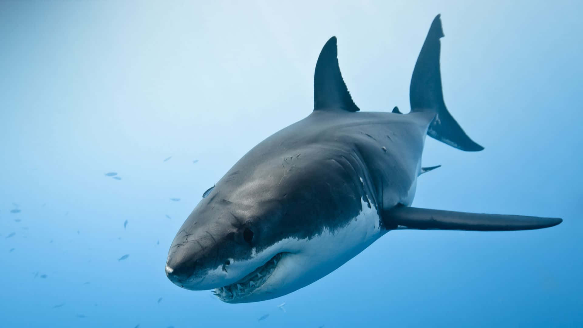 Black Shark Swimming Deeply Background