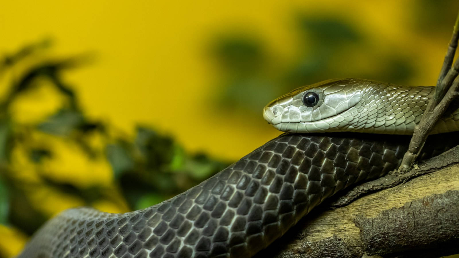 Black Skin Taipan Snake