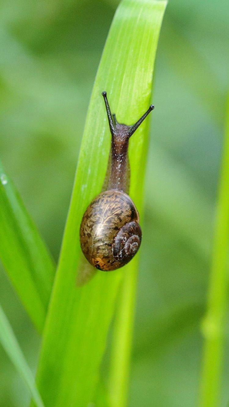 Black Snail Background