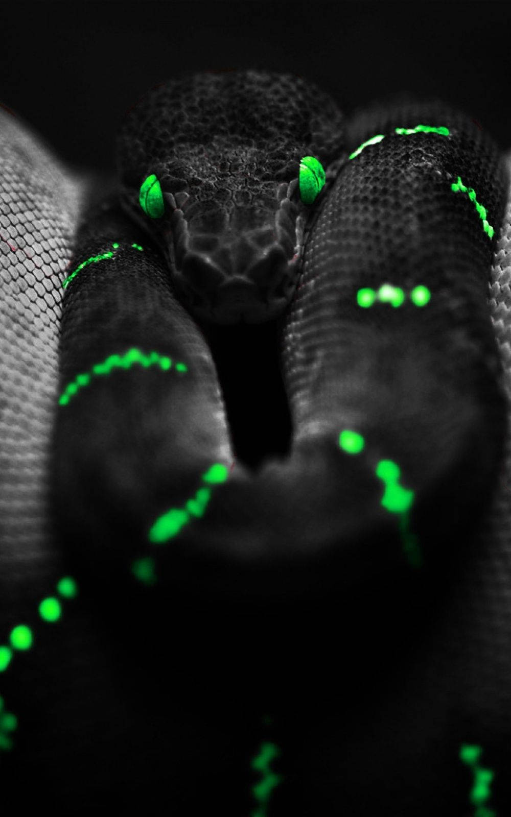 Black Snake With Cool Green Eyes Background