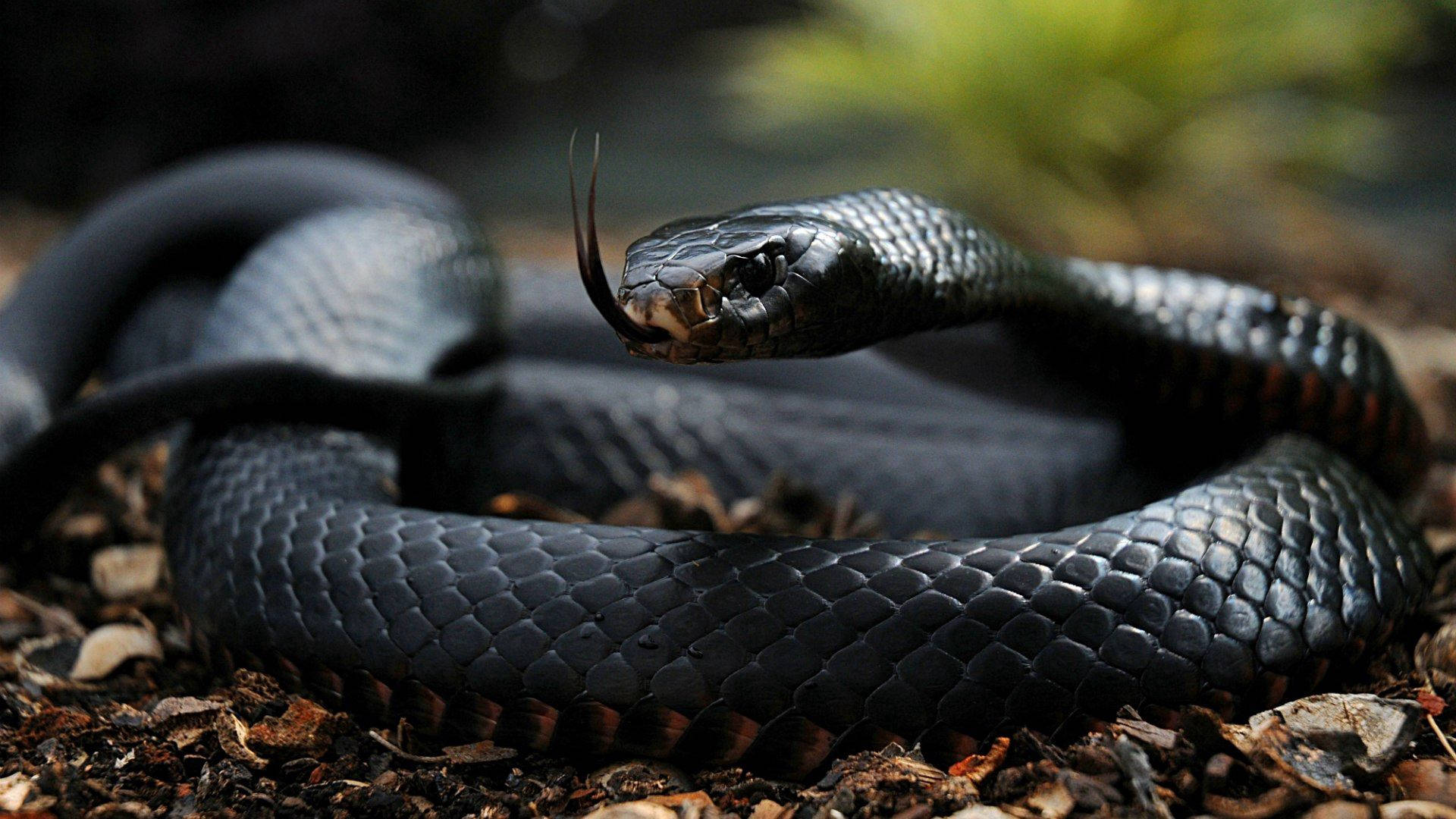 Black Snake With Venom Background