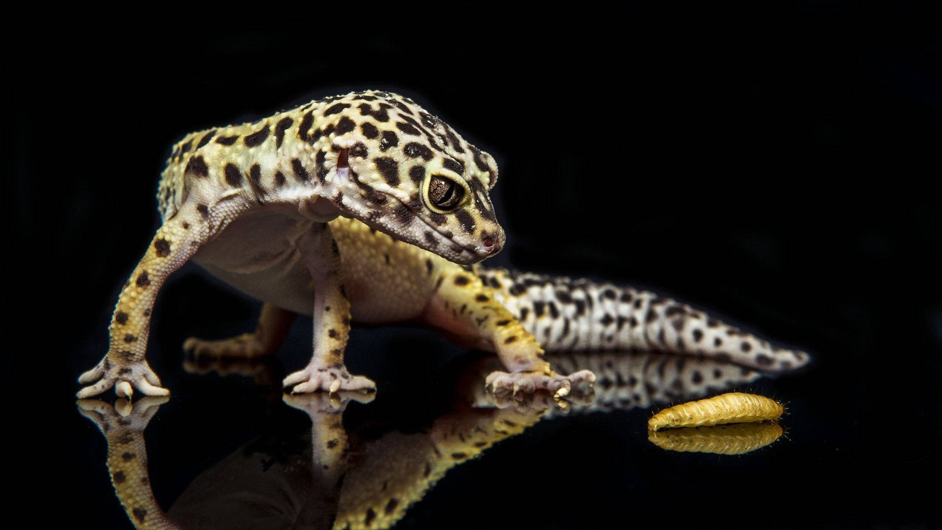 Black Spotted Gecko With Worm