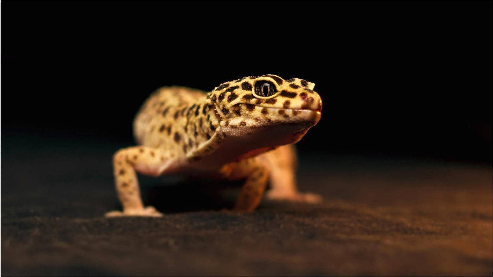 Black Spotted Yellow Gecko