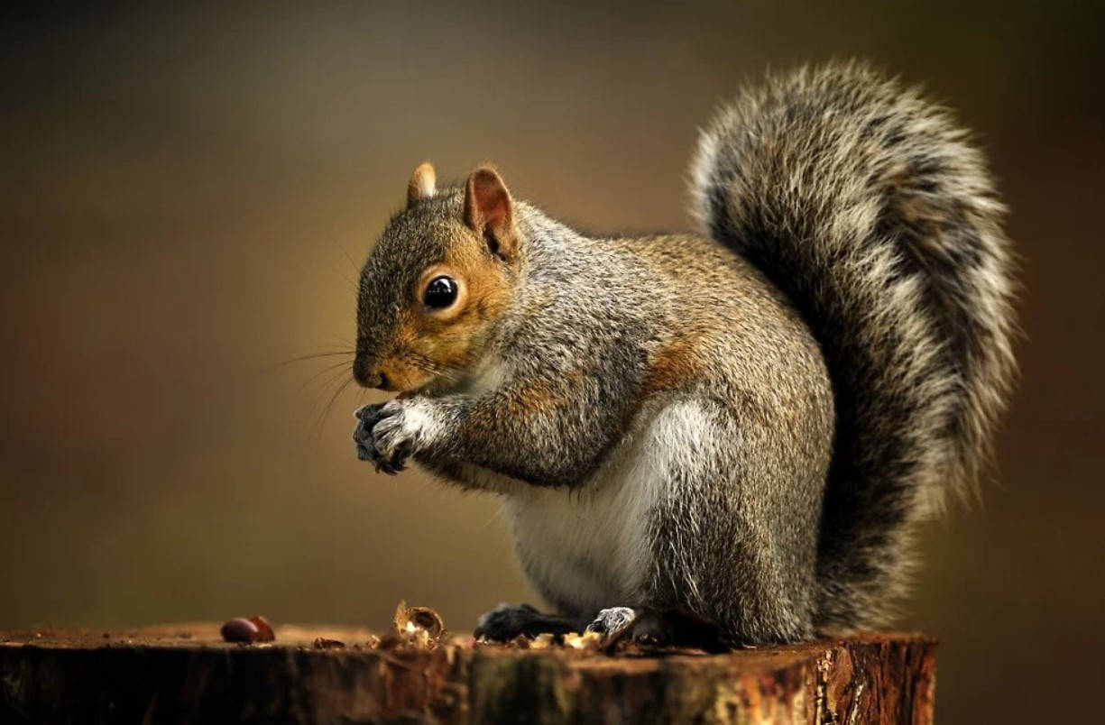 Black Squirrel Eating Background