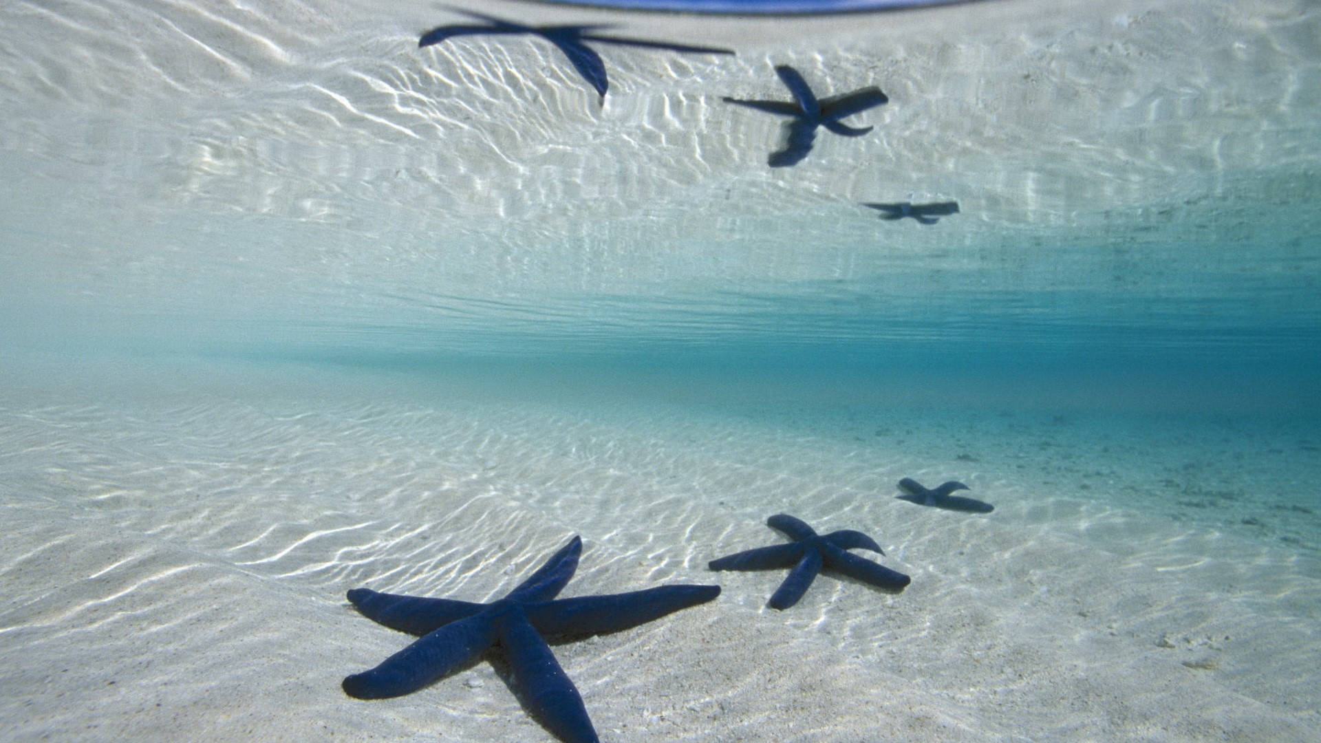 Black Starfish In Deep Blue Ocean Background