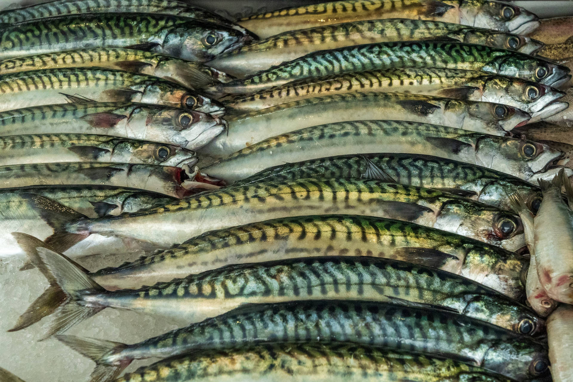 Black Stripe Mackerel Fishes Background