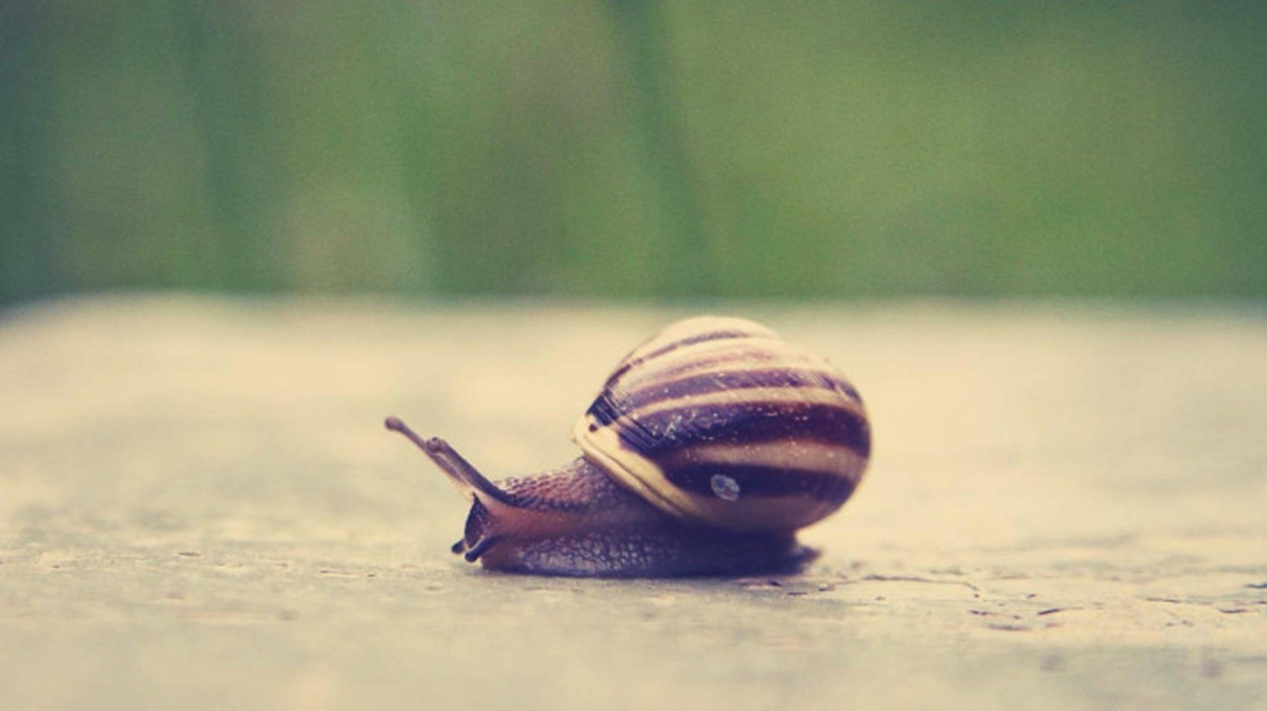 Black Striped Snail