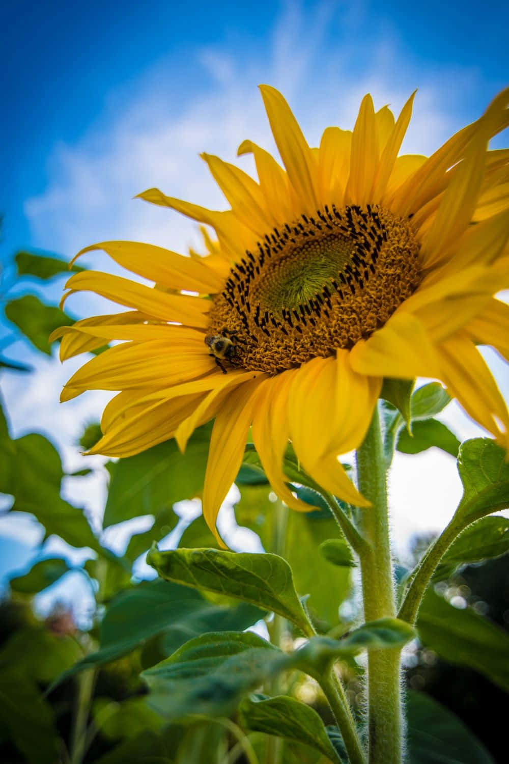 Black Sunflower Closeup Picture