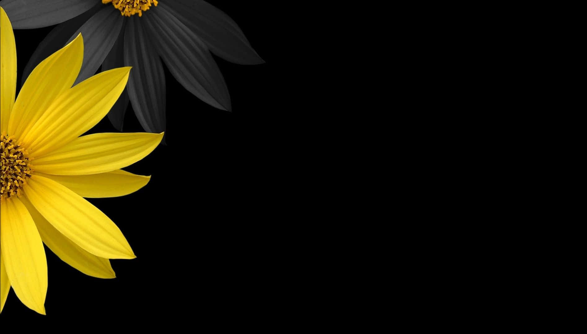 Black Sunflower Creative Shot Background