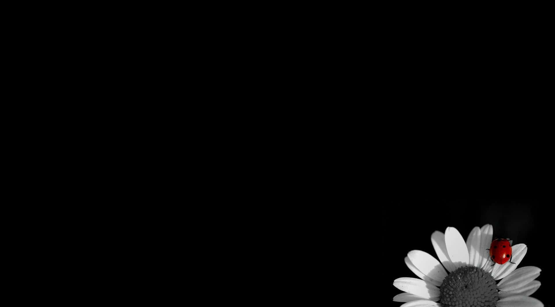 Black Sunflower Lady Bug Background