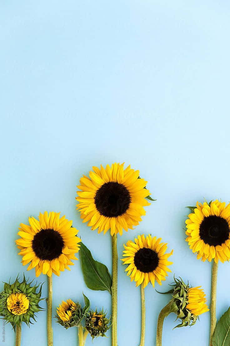 Black Sunflower Light Blue Background Background