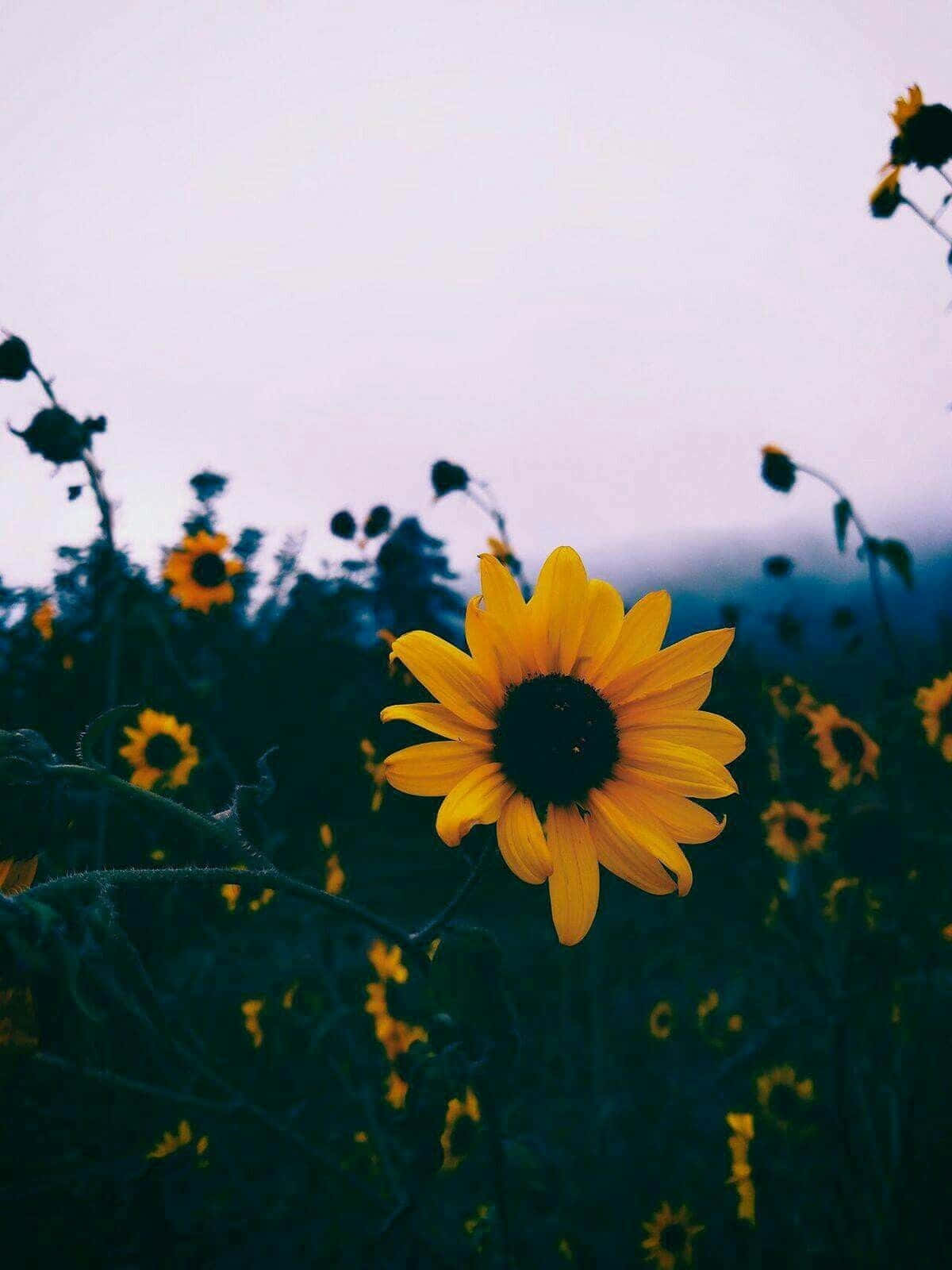 Black Sunflower Open Field