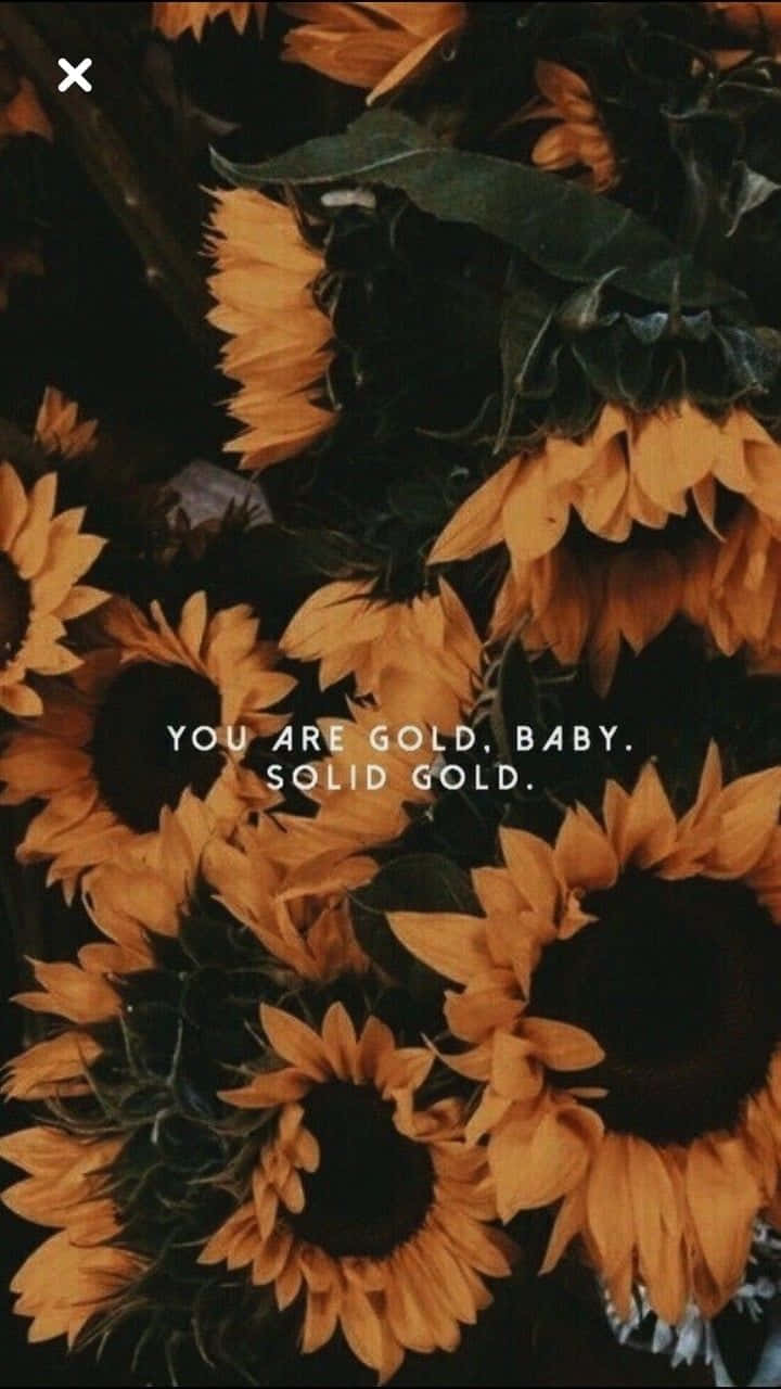 Black Sunflower Solid Gold Background