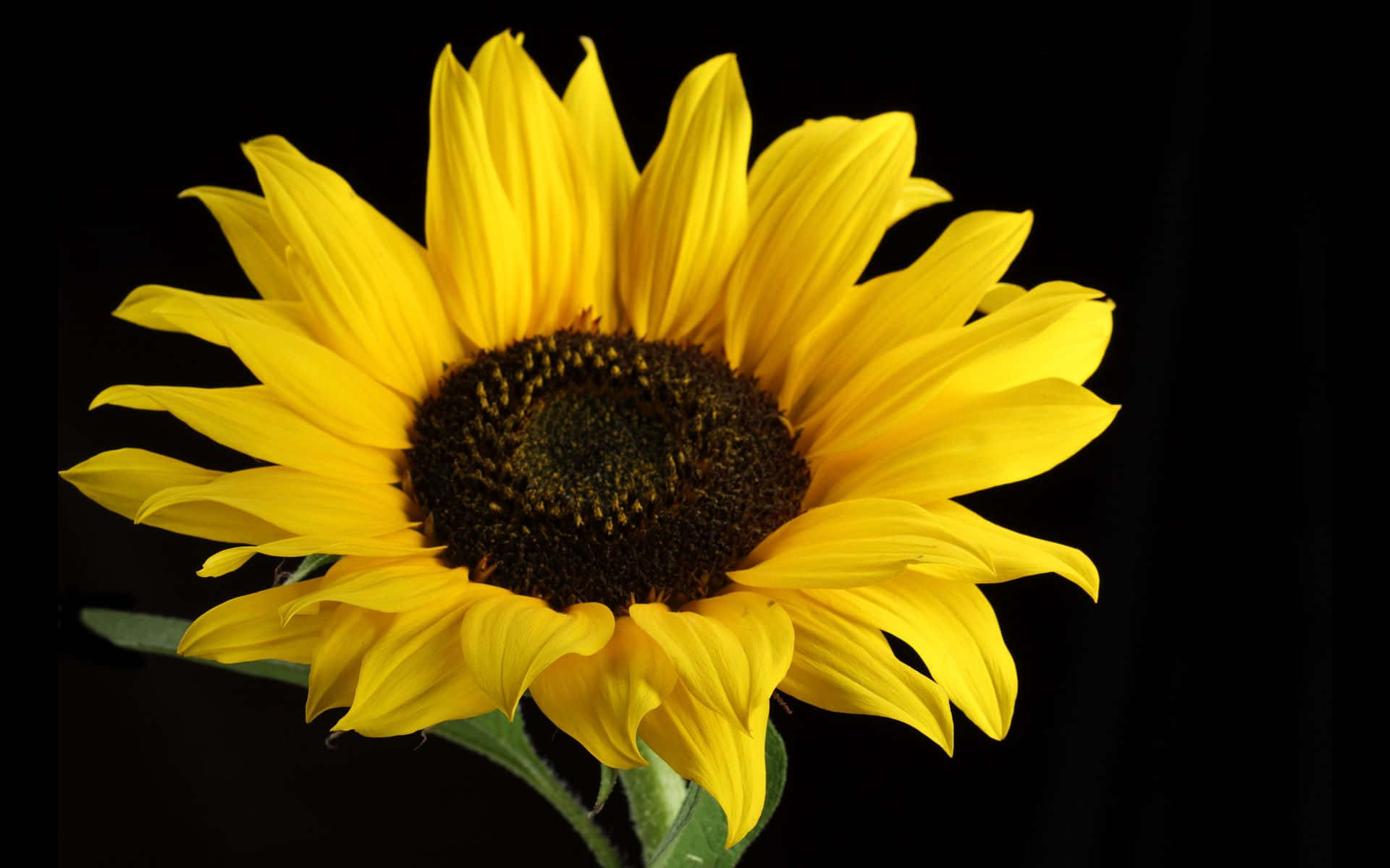 Black Sunflower Summer Flower Background
