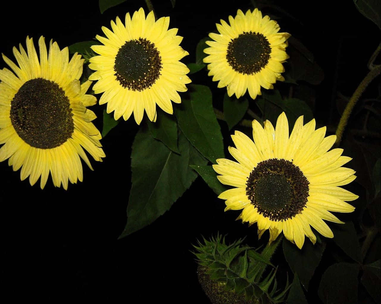 Black Sunflower Vibrant Flowers Background
