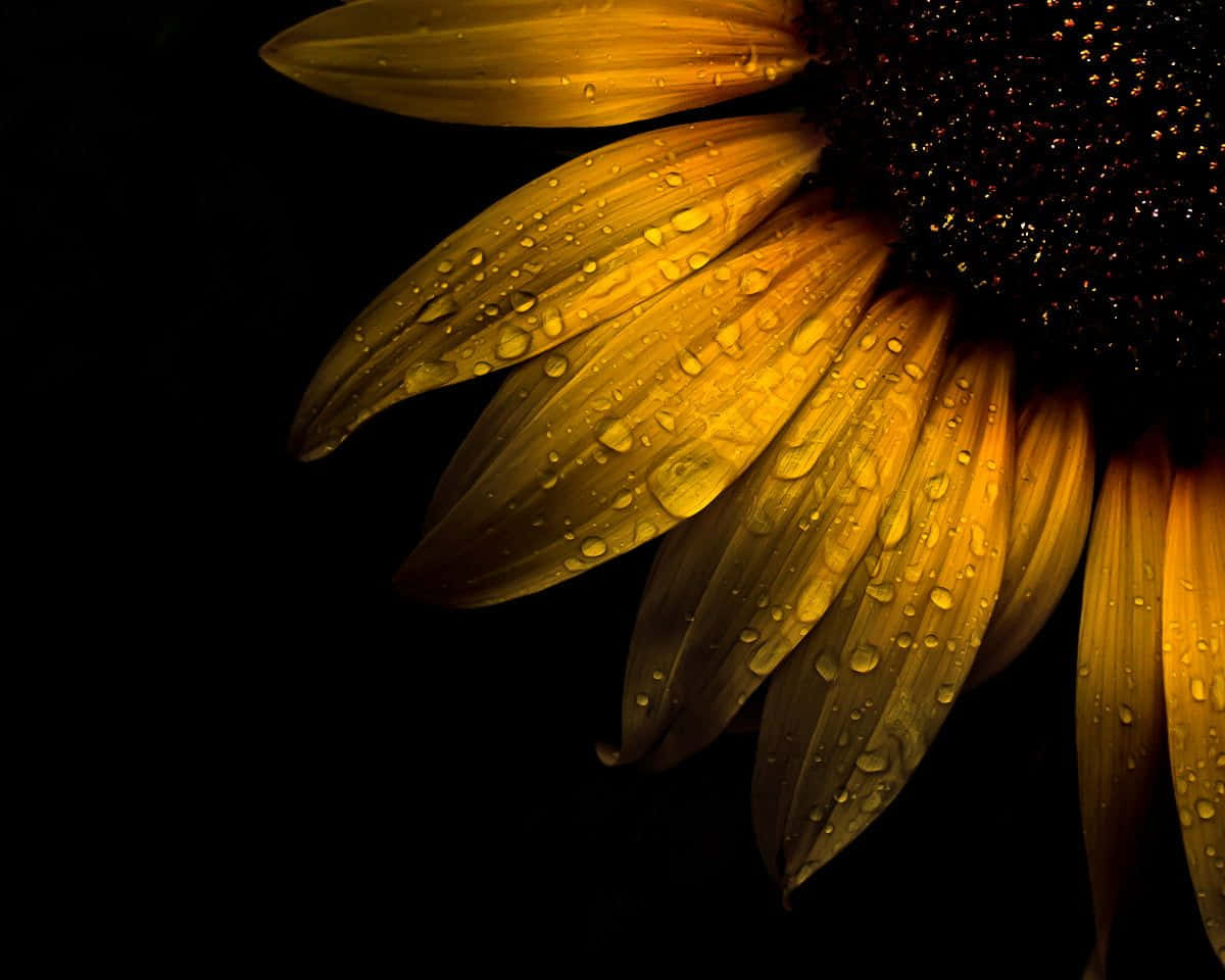 Black Sunflower Water Droplets Background