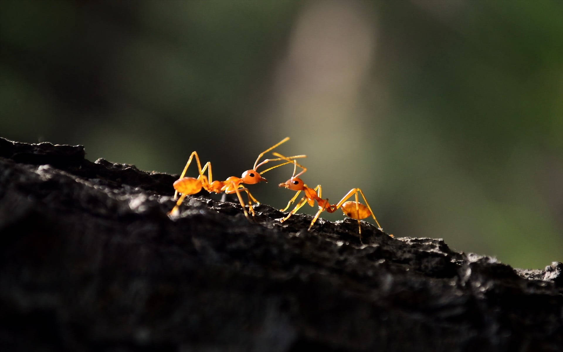 Black Surface Ant Background