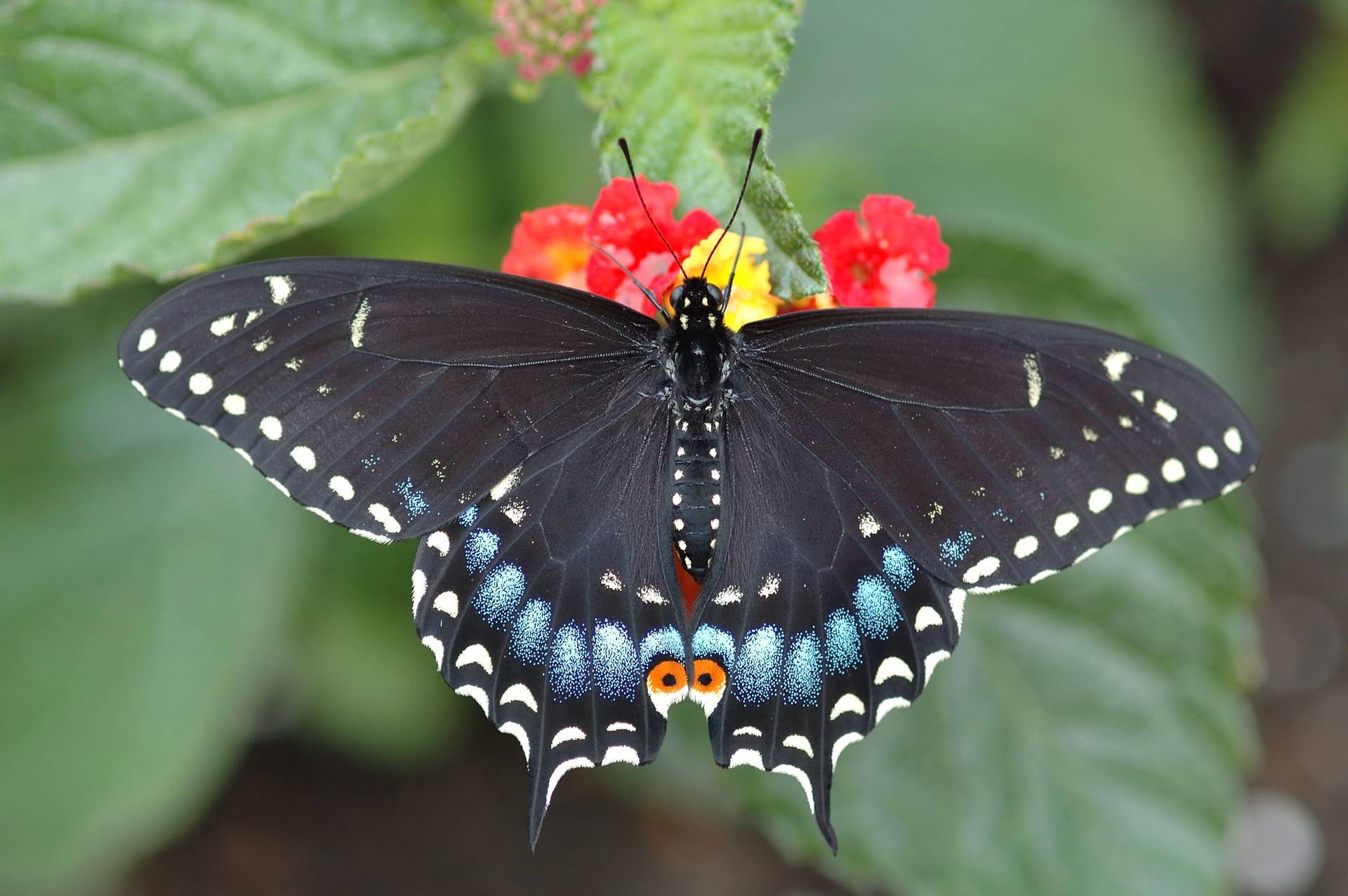 Black Swallowtail Butterfly On Flower Background