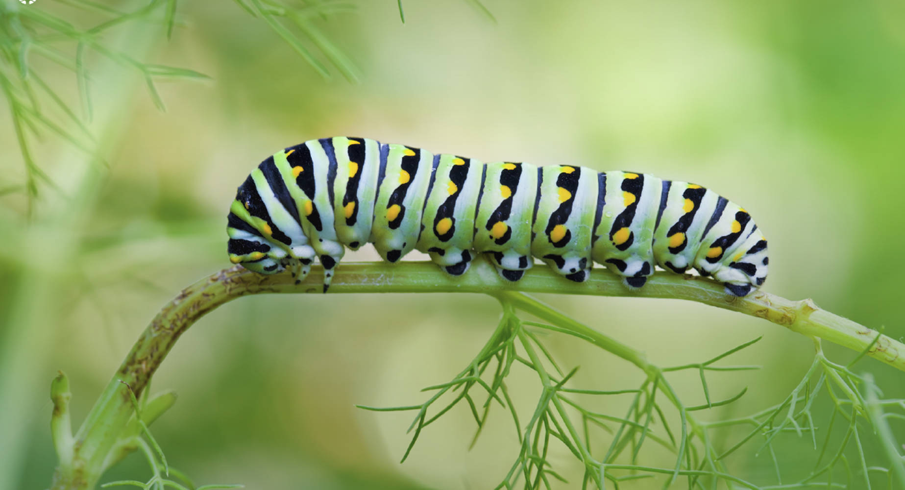 Black Swallowtail Caterpillar On Plant Background