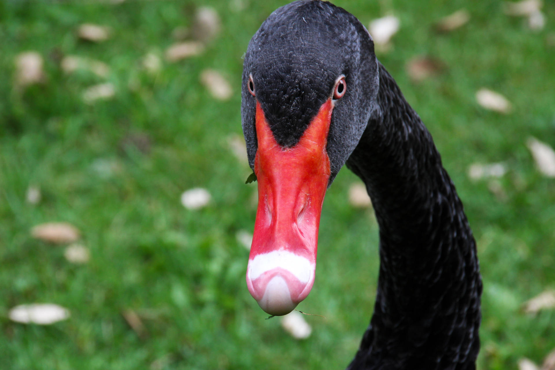 Black Swan Animal Background