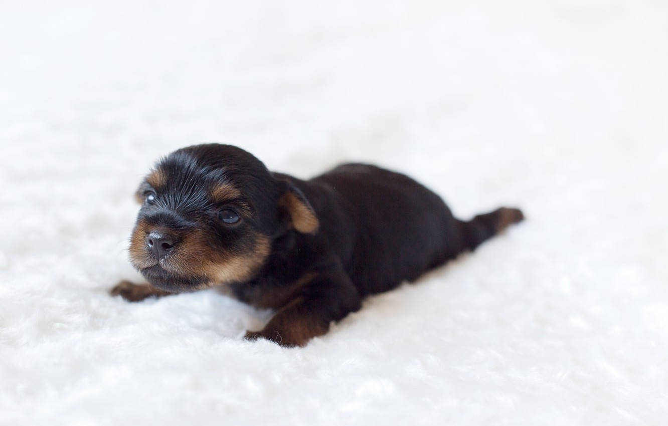 Black Tan Puppy Dog In White