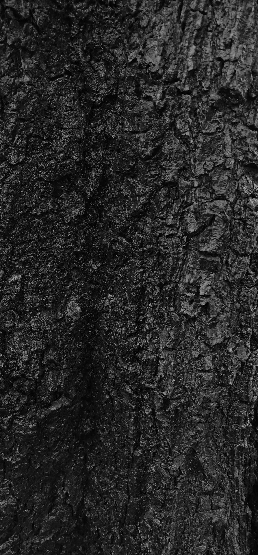 Black-textured Tree Bark Background