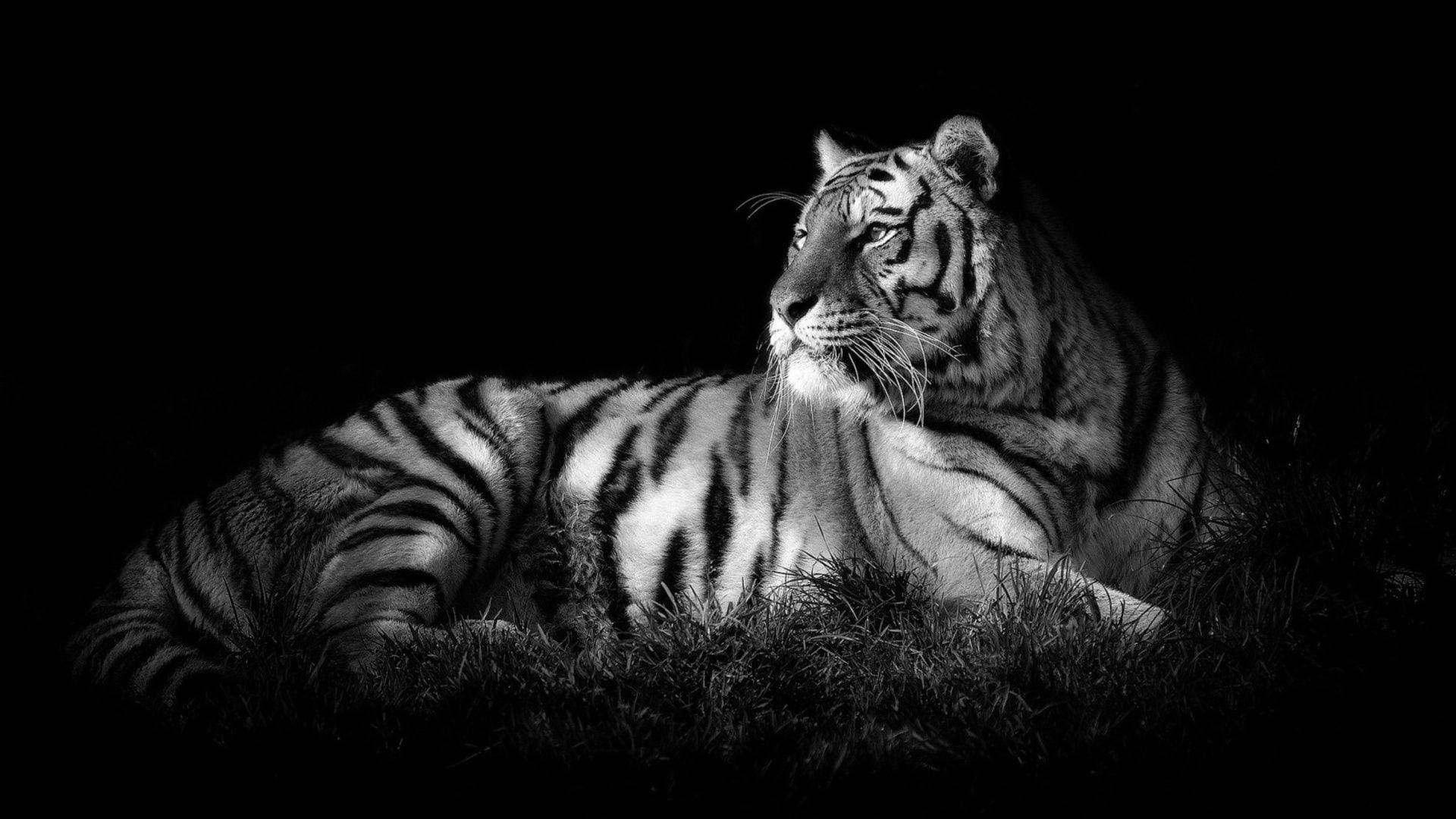 Black Tiger Cozily Lying On Ground Background