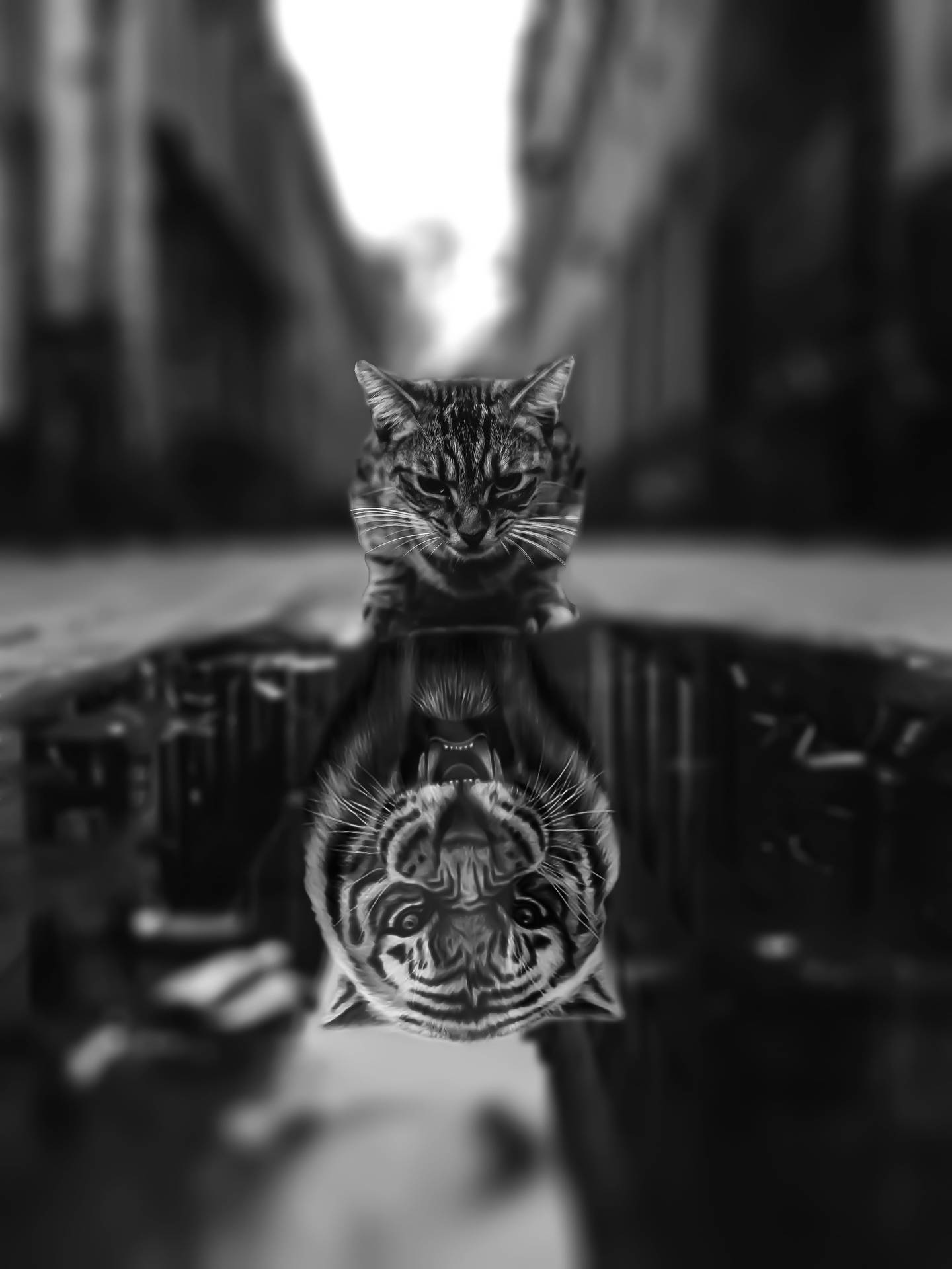 Black Tiger In The Reflection Background