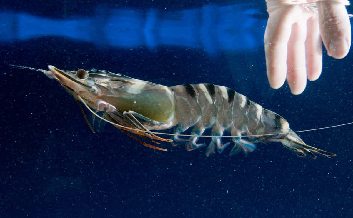 Black Tiger Prawn Underwater